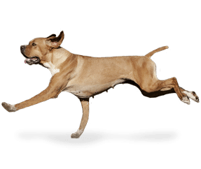 Chien d’arrêt Portugais