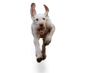 Spinone