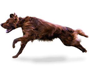 Race de chien Setter Irlandais