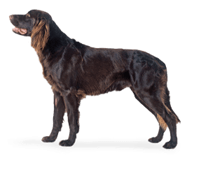 Chien d’arrêt Allemand à poil long
