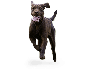 Pudelpointer