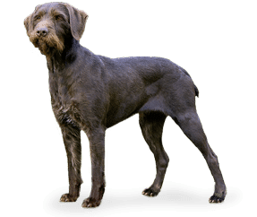 Race de chien Braque Allemand à poil dur