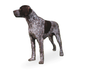 Race de chien Braque Français type Gascogne