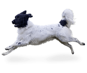 Race de chien Chien d’arrêt frison