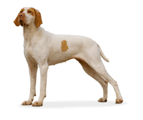 Race de chien Braque de l’Ariège