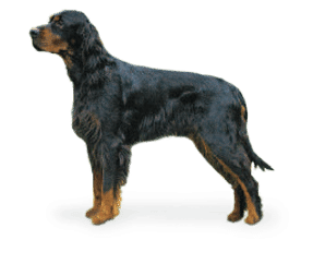 Race de chien Setter gordon