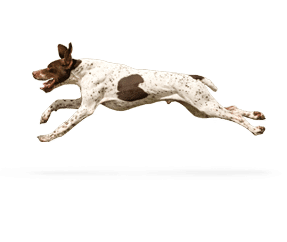 Race de chien Braque Français type Pyrénées