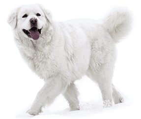 Chien de berger des Tatras