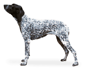 Race de chien Braque d’Auvergne