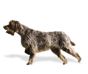 Race de chien Griffon d’arrêt à poil dur