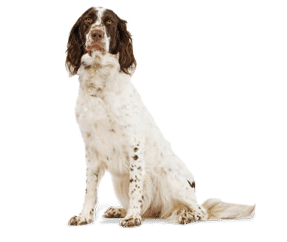 Race de chien Epagneul Français