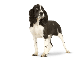 Race de chien Springer Spaniel