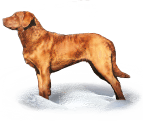 Retriever de la baie de Chesapeake