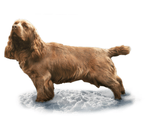 Race de chien Sussex spaniel
