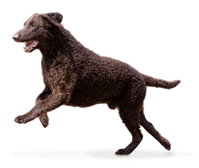 Retriever à poil bouclé