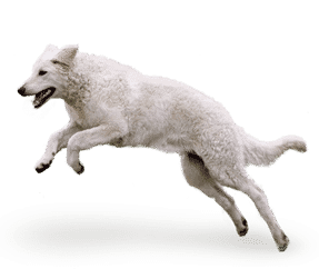 Kuvasz