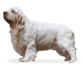 Race de chien Clumber spaniel