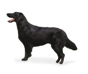 Race de chien Retriever à poil plat