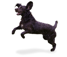 Chien d’oysel Allemand