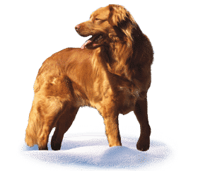 Race de chien Retriever de la Nouvelle Ecosse