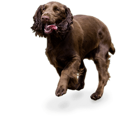 Race de chien Field spaniel