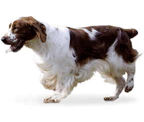 Springer Gallois