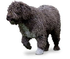 Chien d’eau Espagnol