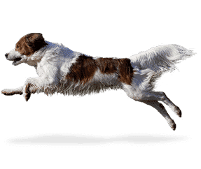 Race de chien Petit chien Hollandais de Chasse
