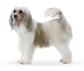 Race de chien Chien Chinois à crète