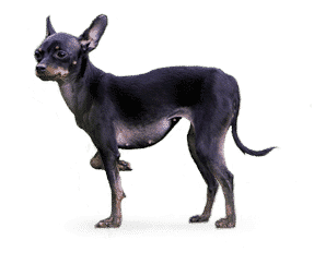 Petit chien Russe