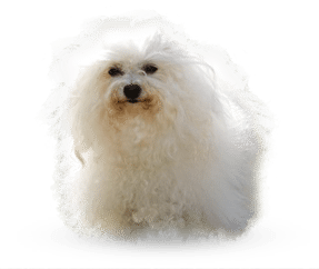 Bichon Bolonais