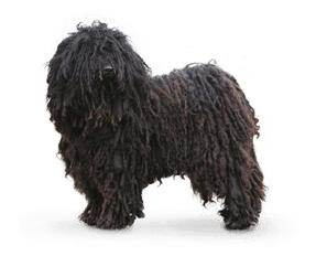 Puli