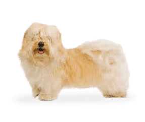 Bichon Havanais