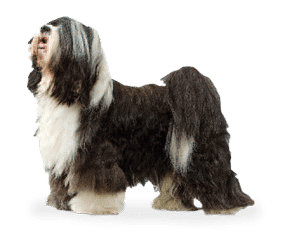 Terrier du Tibet