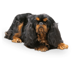 Race de chien King charles spaniel