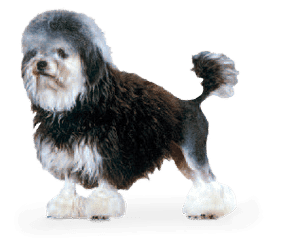 Petit chien lion