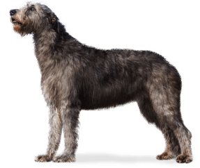 Irish wolfhound