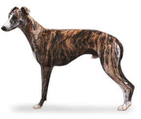Race de chien Whippet
