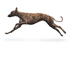 Galgo Espagnol