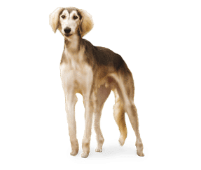 Saluki
