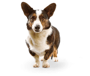Race de chien Welsh corgi cardigan
