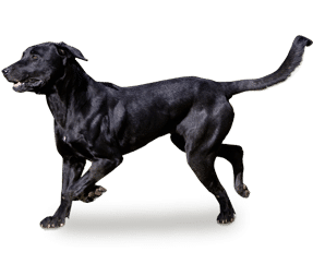 Chien de berger de Majorque