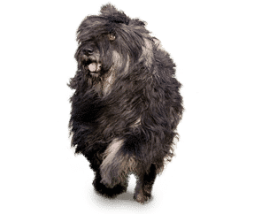 Chien de berger de la serra de Aires