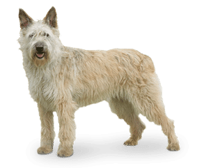 Bouvier des Ardennes