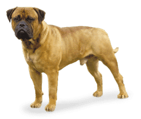 Bullmastiff