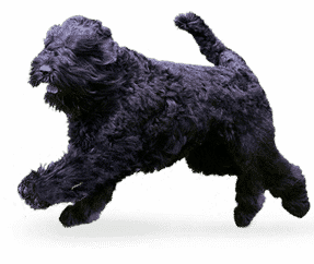 Race de chien Terrier noir Russe