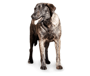 Chien de castro laboreiro