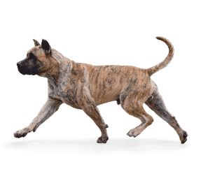 Dogue des Canaries