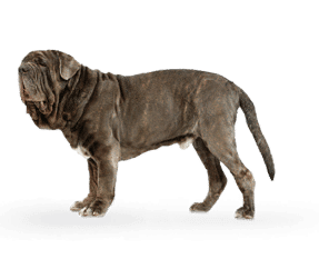 Race de chien Matin de Naples