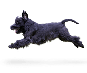 Schnauzer moyen